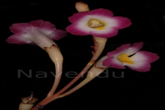 Christisonia tubulosa